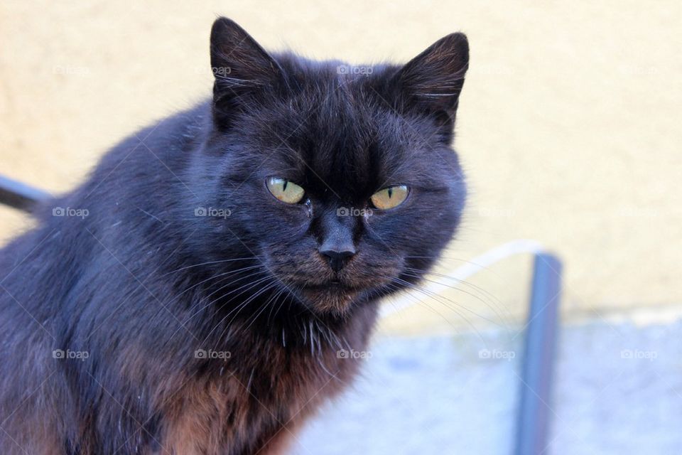 Black cat