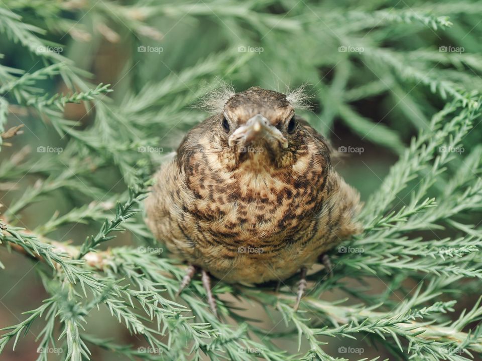 Blackbird fledgling