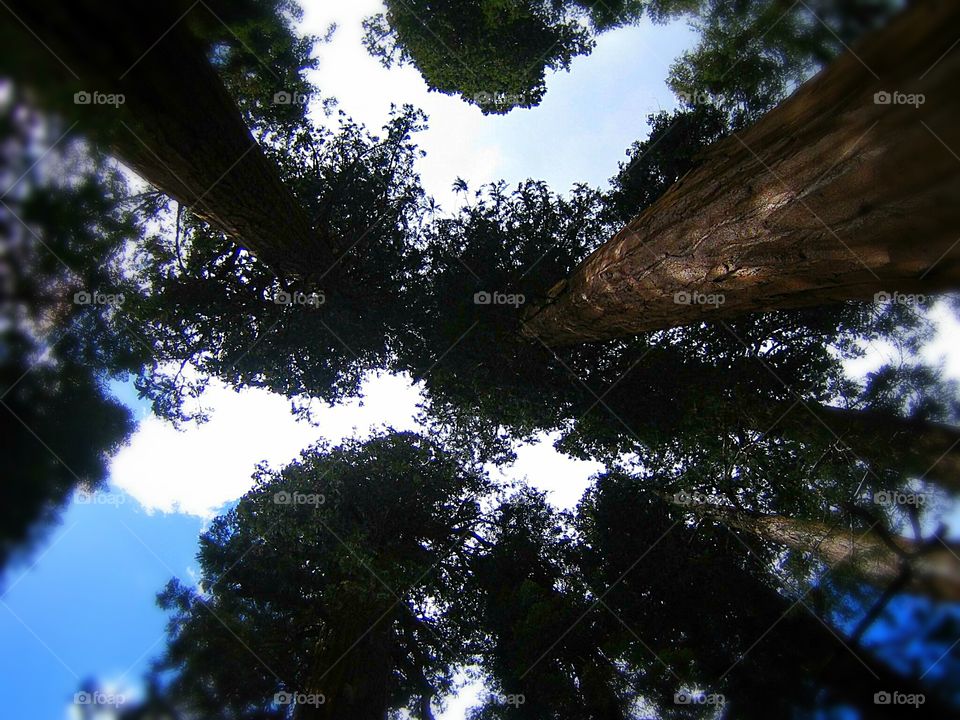 Tall Red Wood tree tops of Sequoia National Park, California,  USA