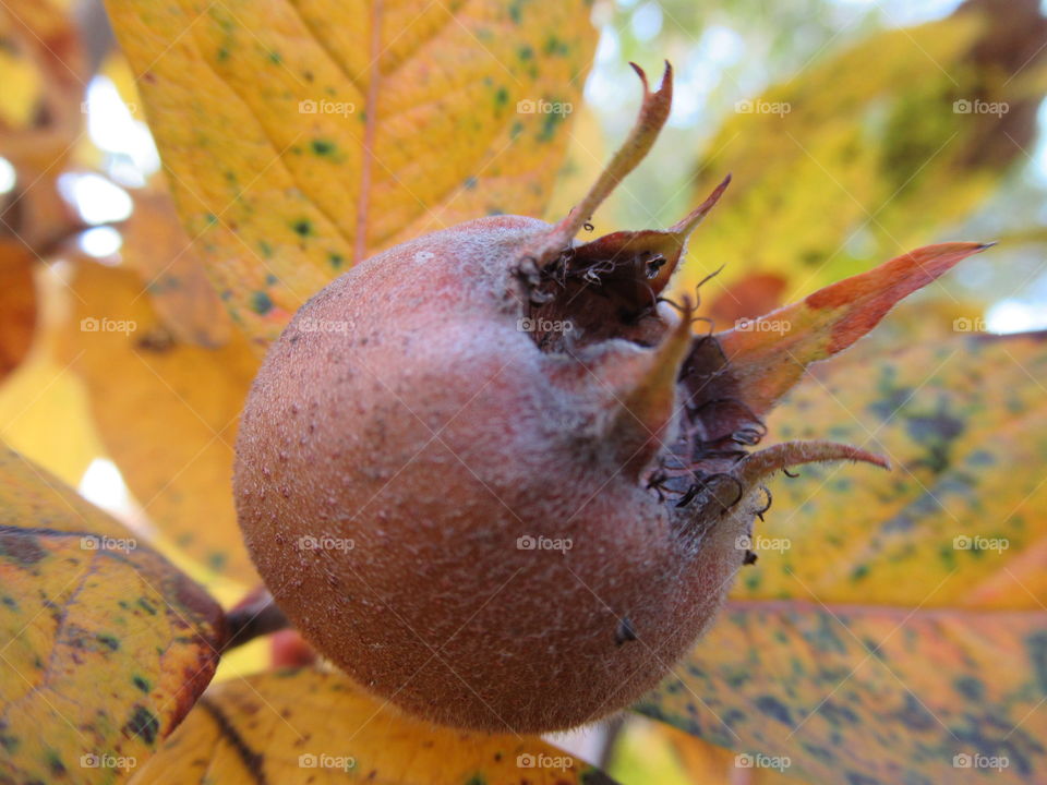 medlar, autumn, garden
