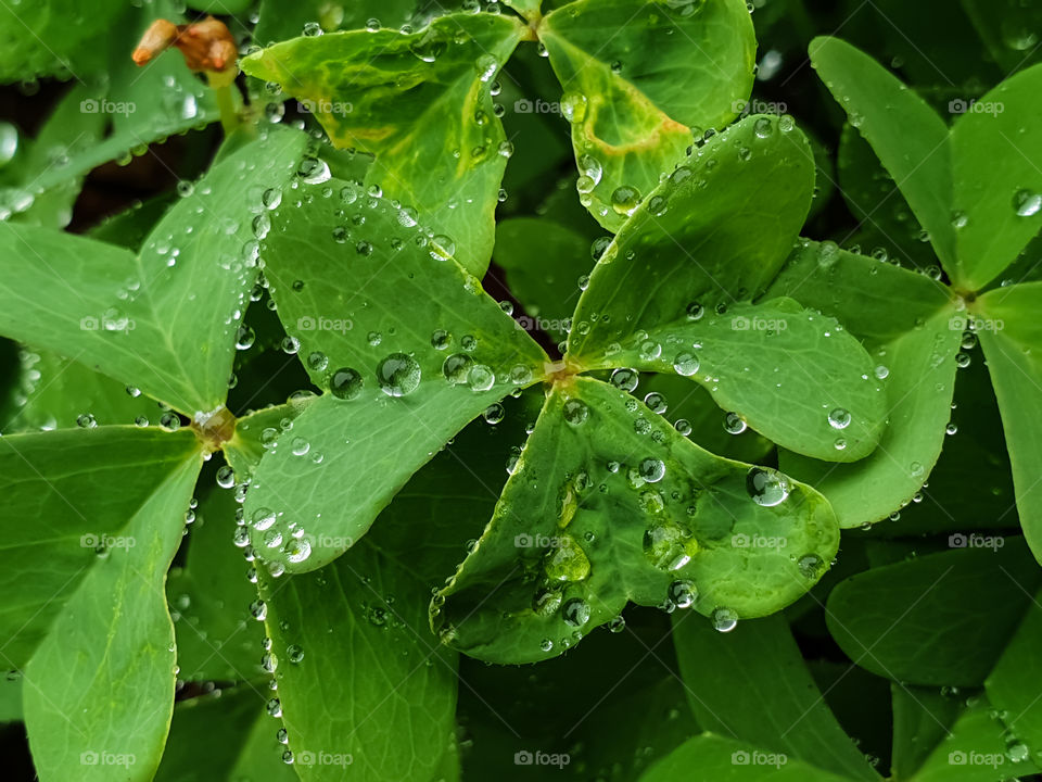 water droplets on small green leafs after rain