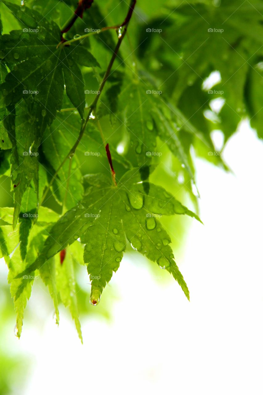 green leaves stuck together after the rain.