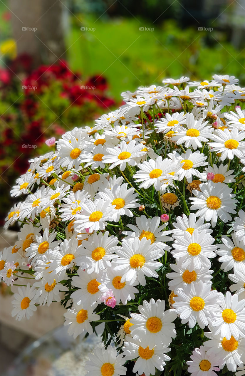 Daisies in the garden