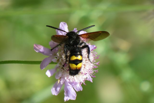 Macro