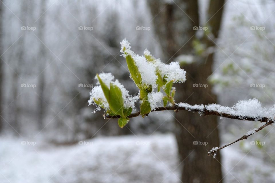 Snow covers new foliage in an April snowfall. 
