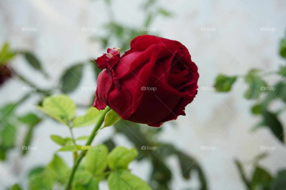 rose for love