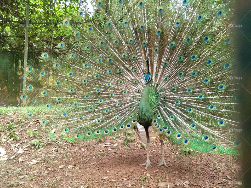 The peafowl include three species of birds in the genera Pavo and Afropavo of the Phasianidae family, the pheasants and their allies.spotted at lokawi zoo