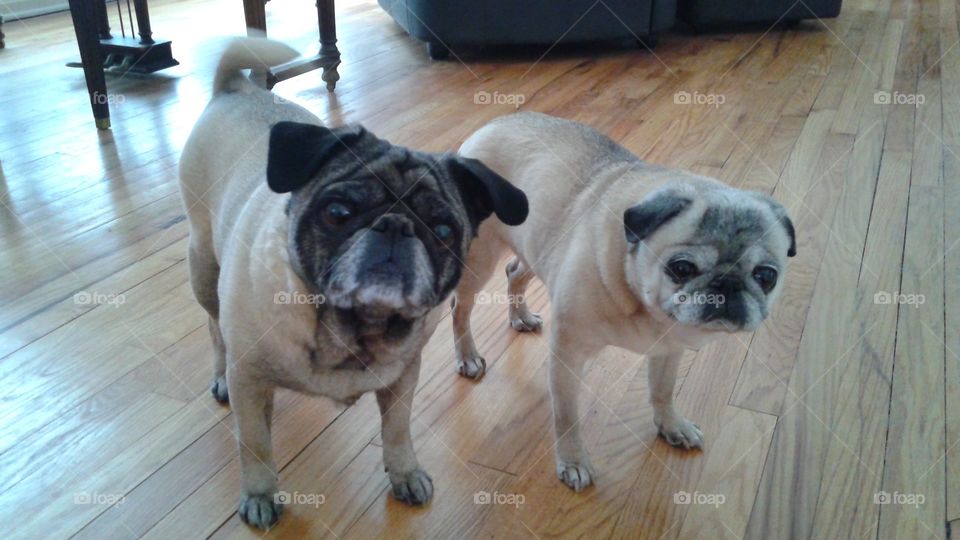 Best Friends. My pugs, Lilly & Lacy