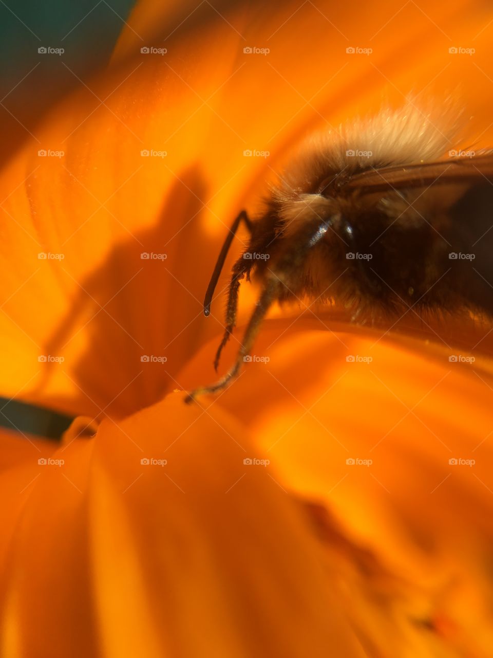 Bumblebee and shadow