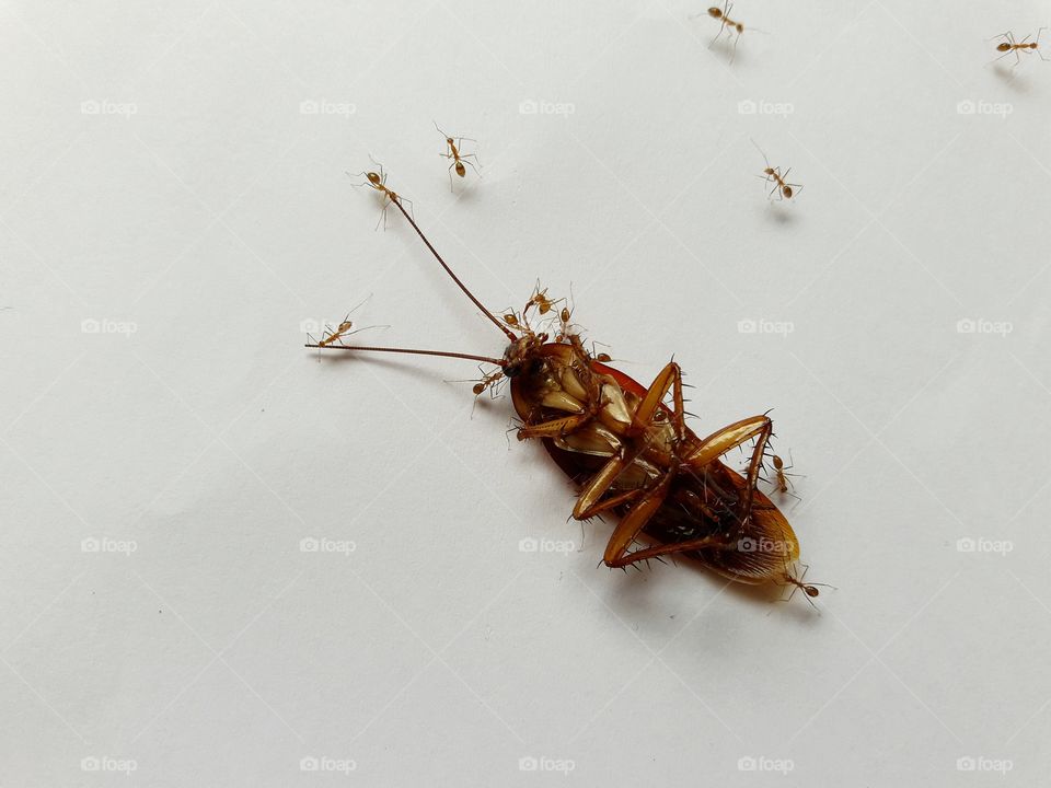 Ants are helping to transport  cockroach into food.