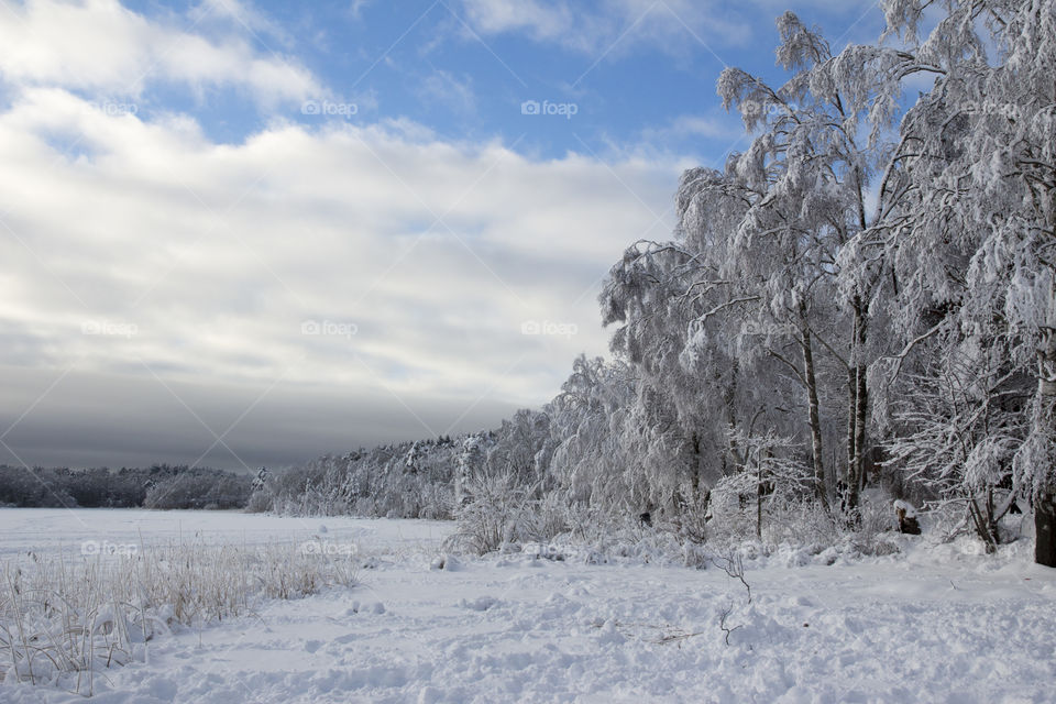 Snowy trees during winter