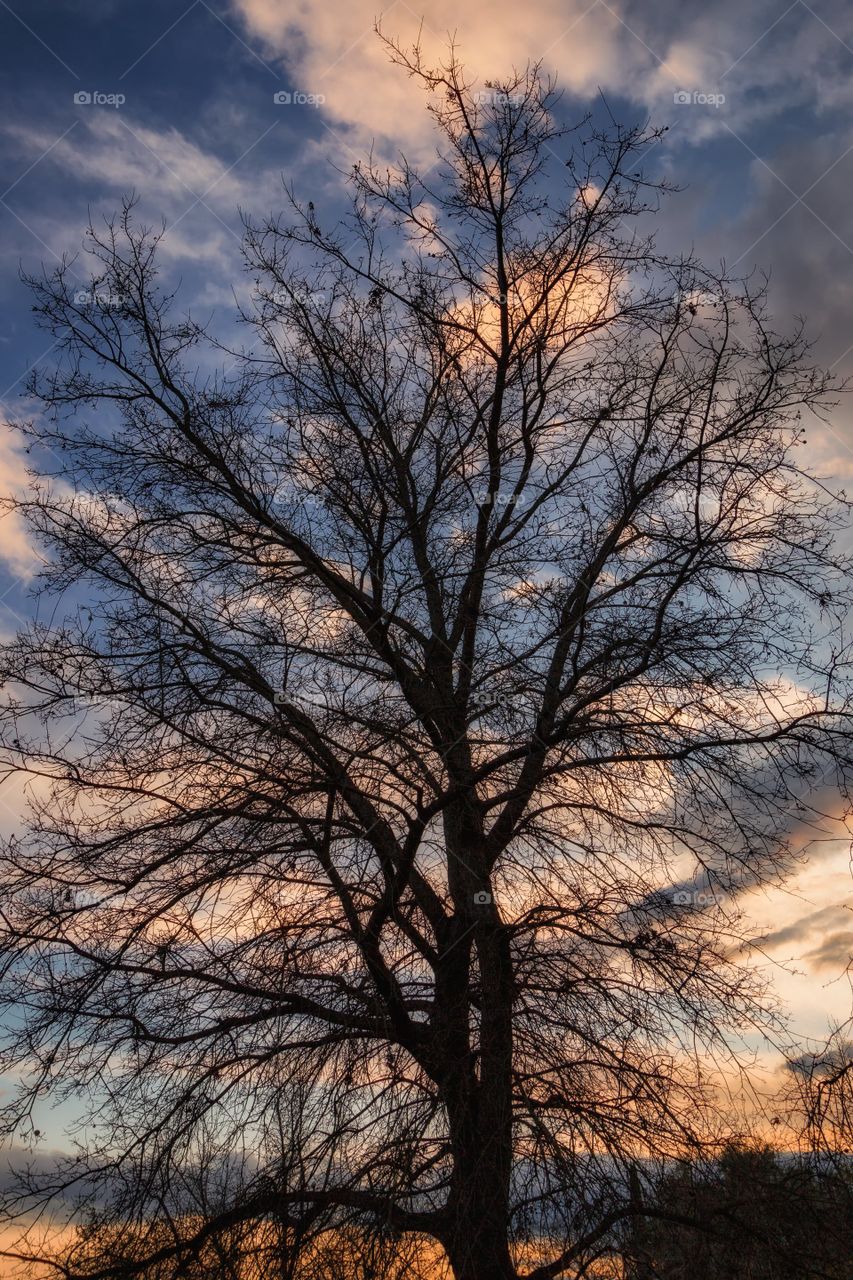 Tree Under Sunset