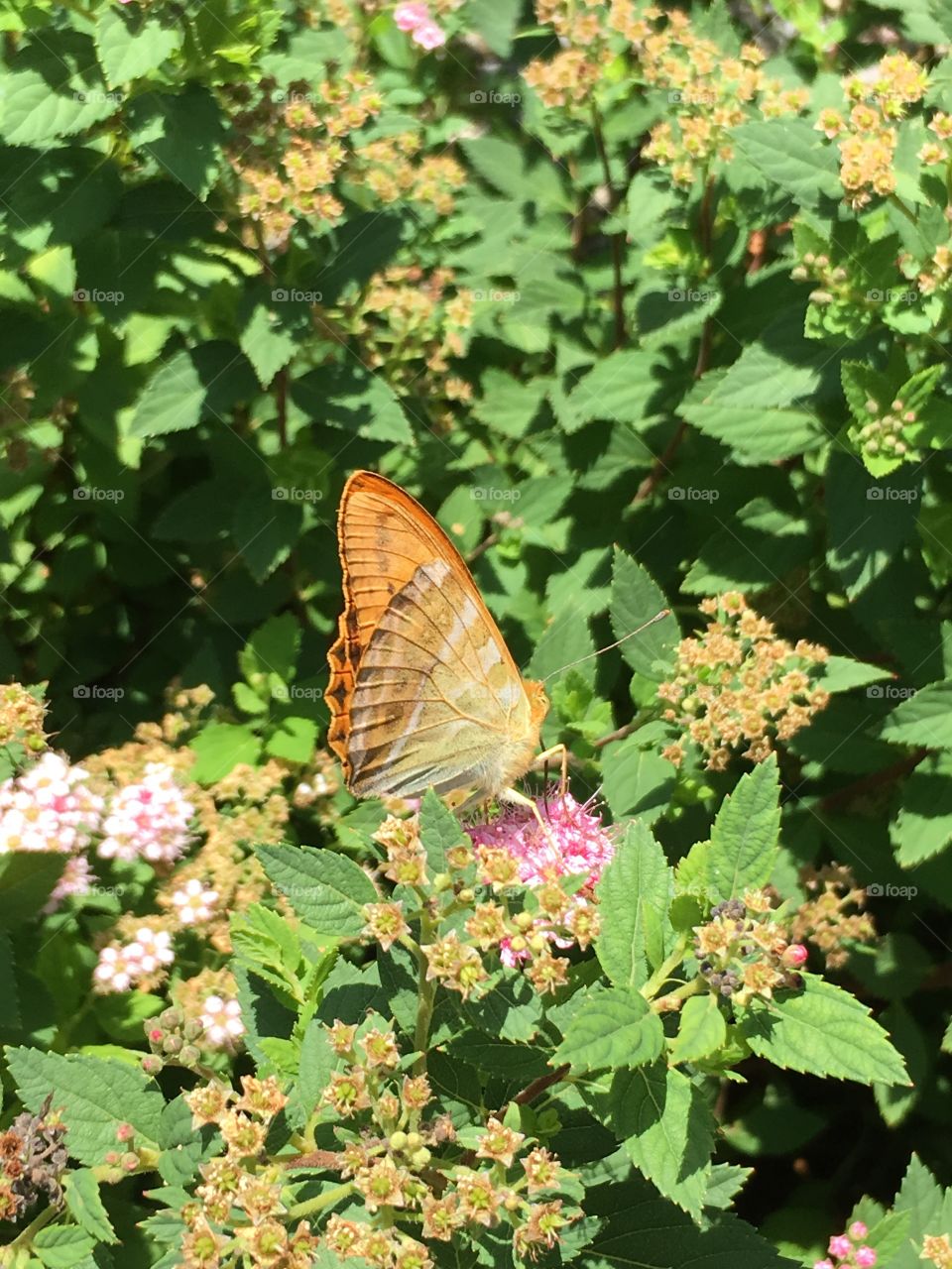 Butterfly garden 