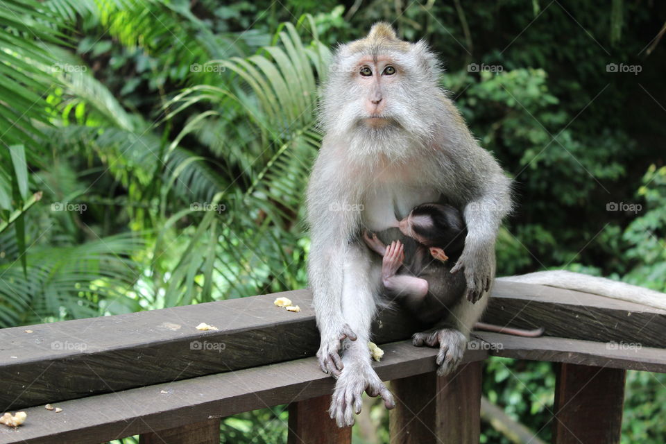 Feeding monkey baby mother