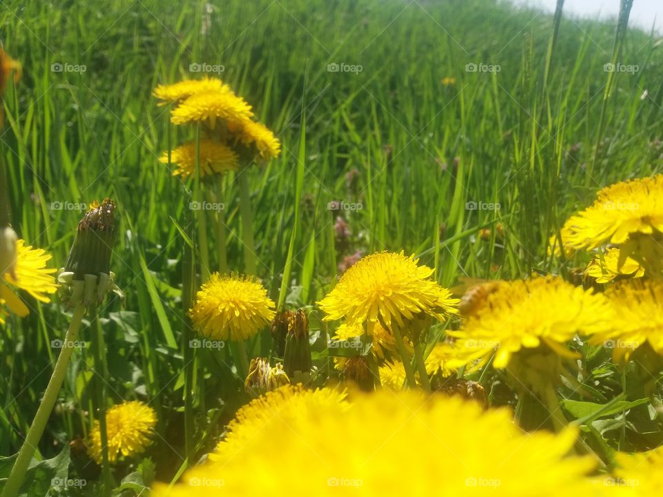 Nature, Summer, Hayfield, Field, Flower