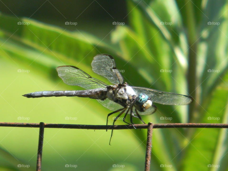 Wildlife in the wild