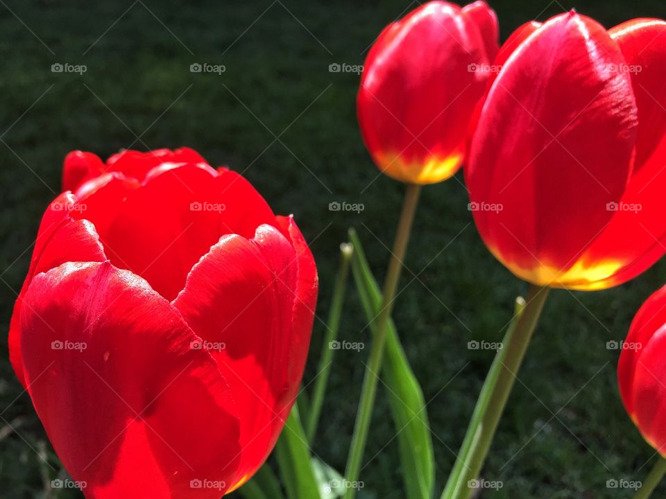 Tulips 