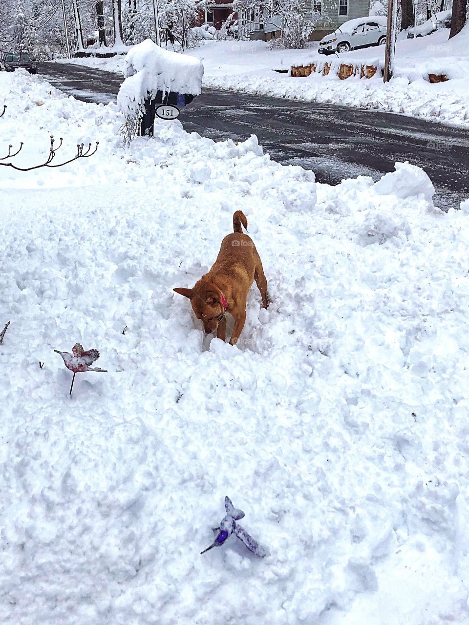 Knox loves the snow 