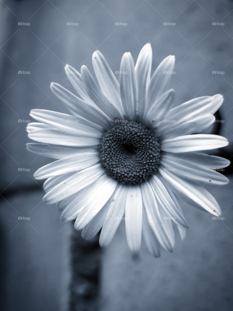 Chamomile and brick wall