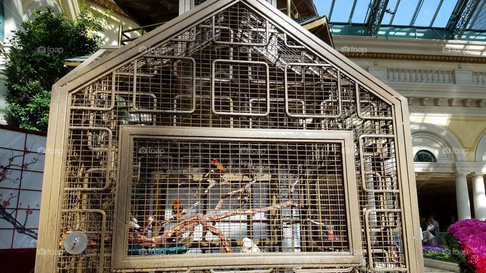 Bird cage