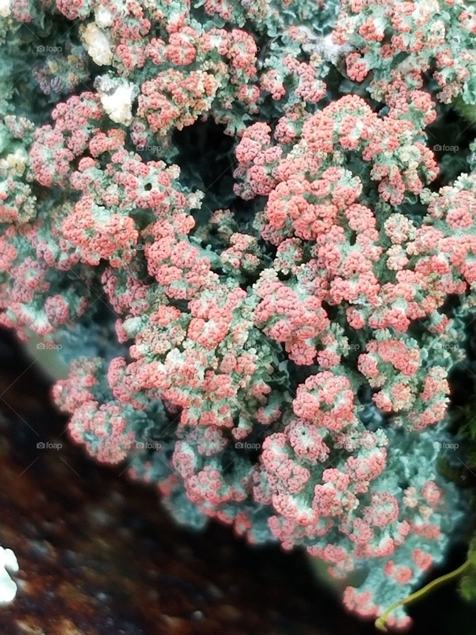 Orange and Green colored lichen growing in the spring