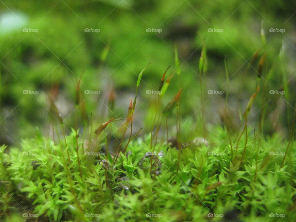 Moss - Weed - Lumut - Mildew