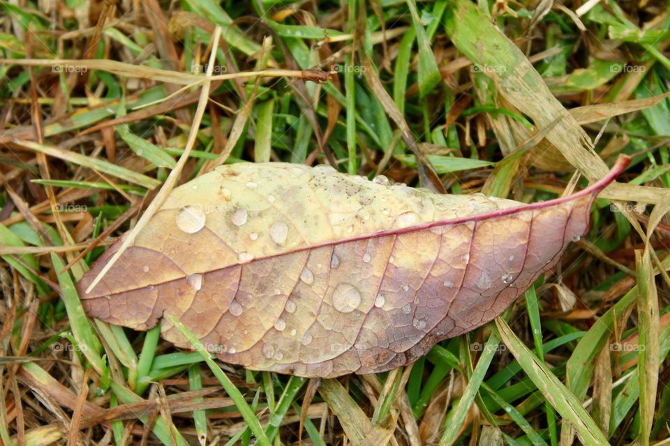 Water drop on dry leaf