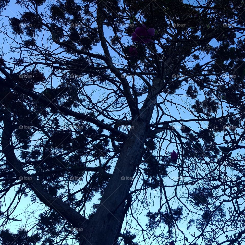 Tree in silhouette