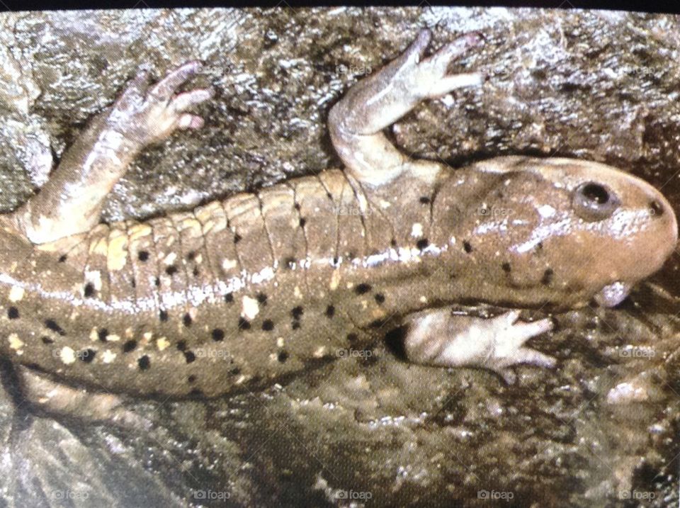 Salamander crawl