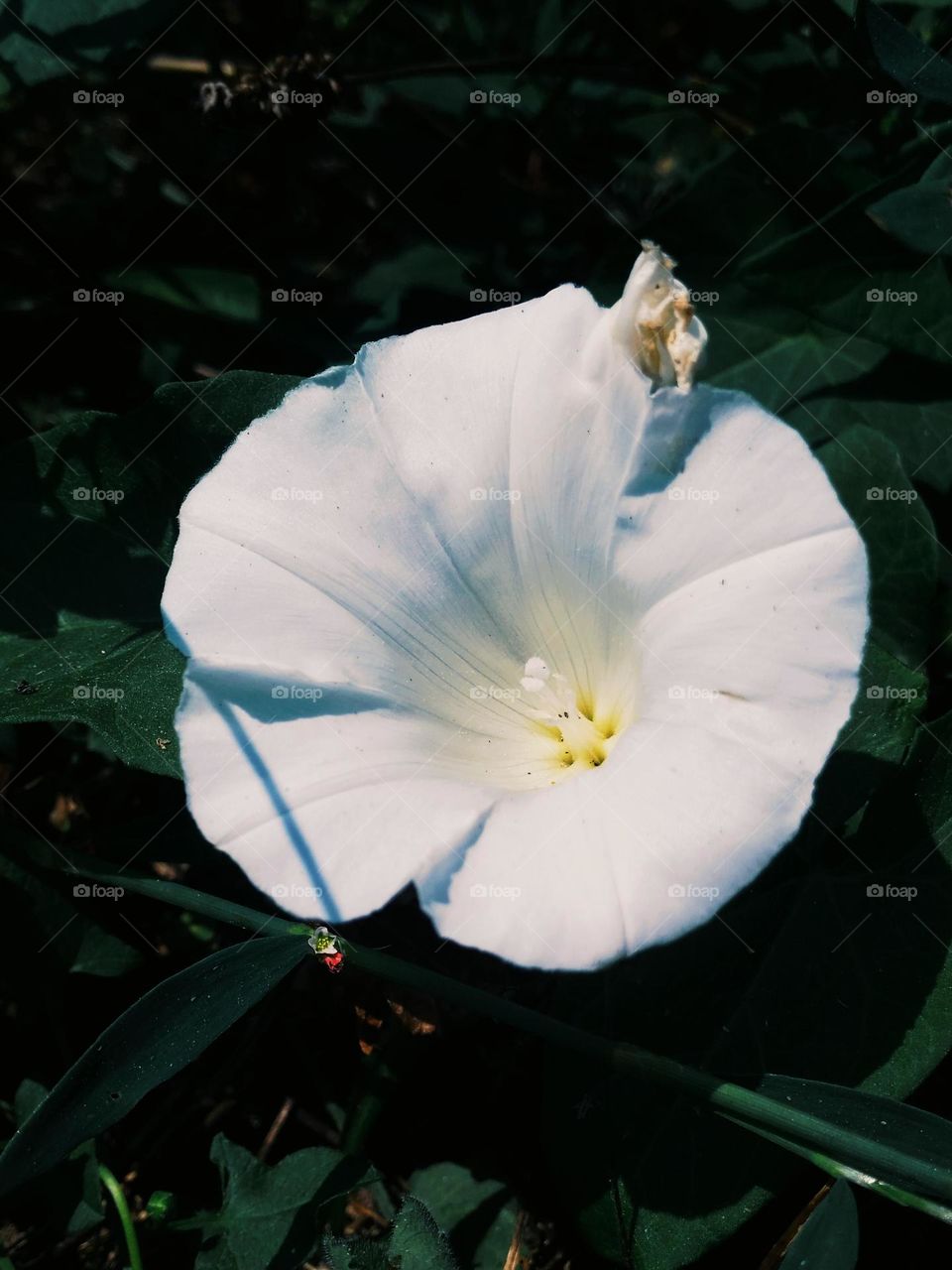 white flower