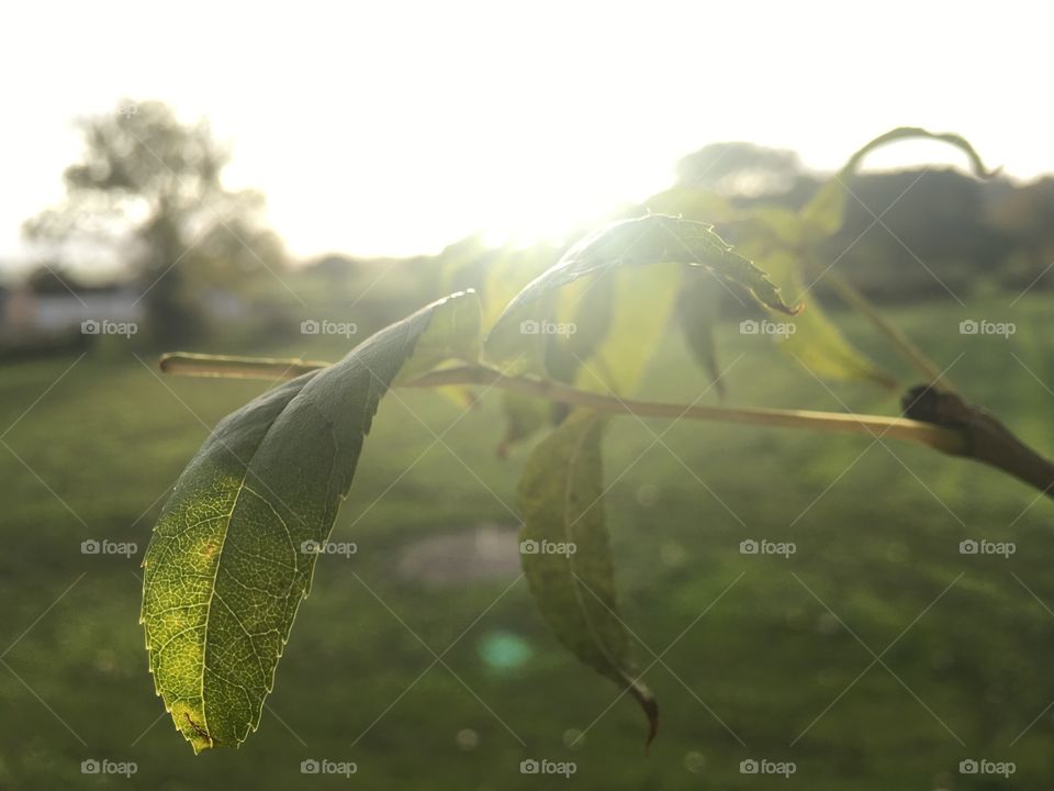 Beautiful photo of leaves, with the sunset beaming through it! I’ve used it as a wallpaper on my phone, and it’s brilliant! I’ve also used it as a image I was working on in photoshop! Really great photo for a really great price!