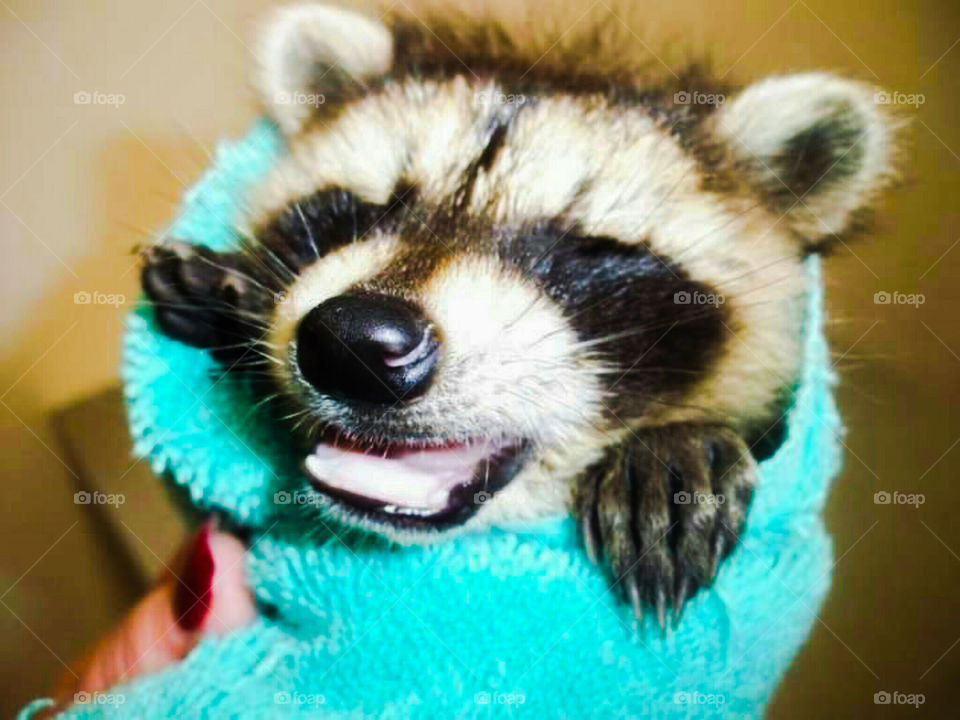 orphaned baby raccoon