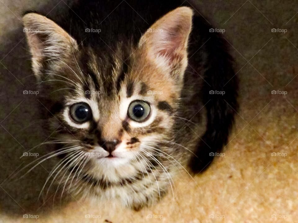 Cute kitten