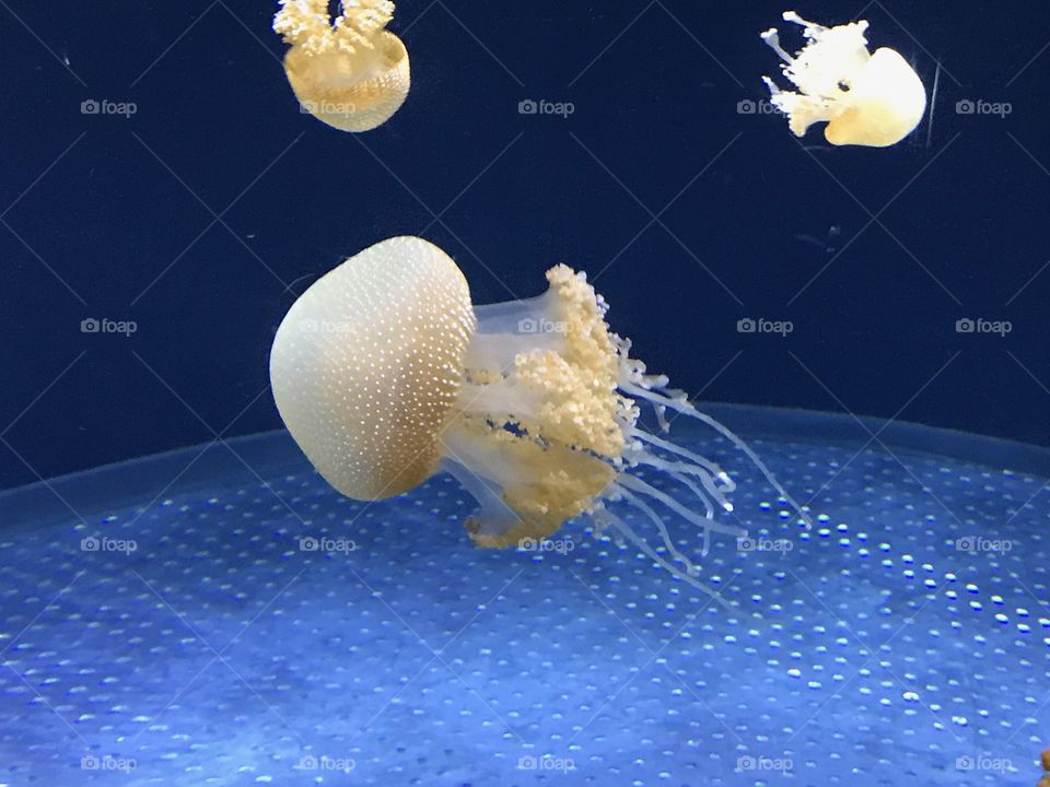 Jellyfish 