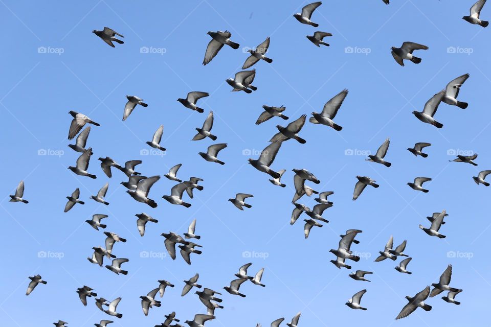 Flock of pigeons 