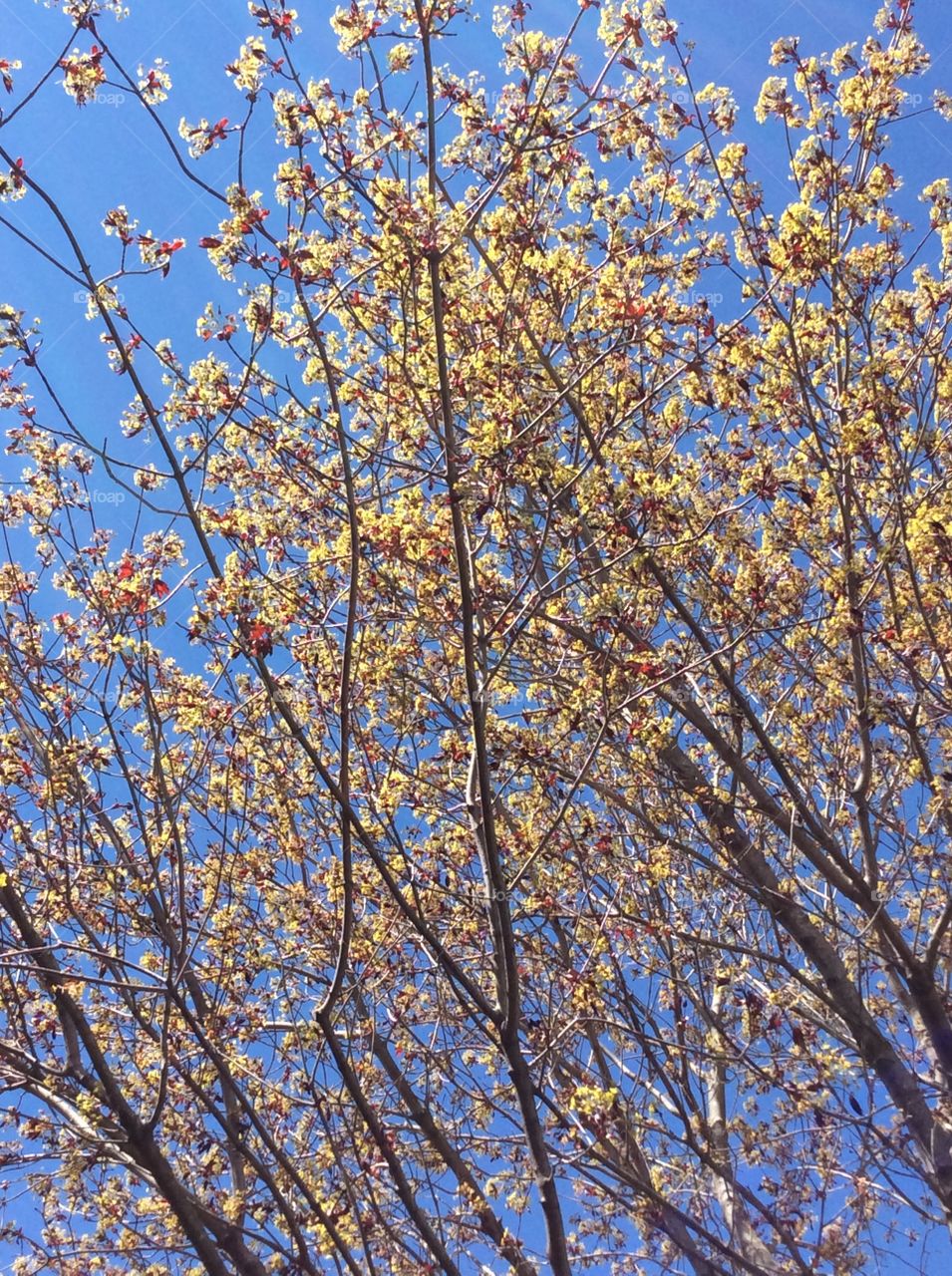 Tree, Branch, Season, Nature, No Person