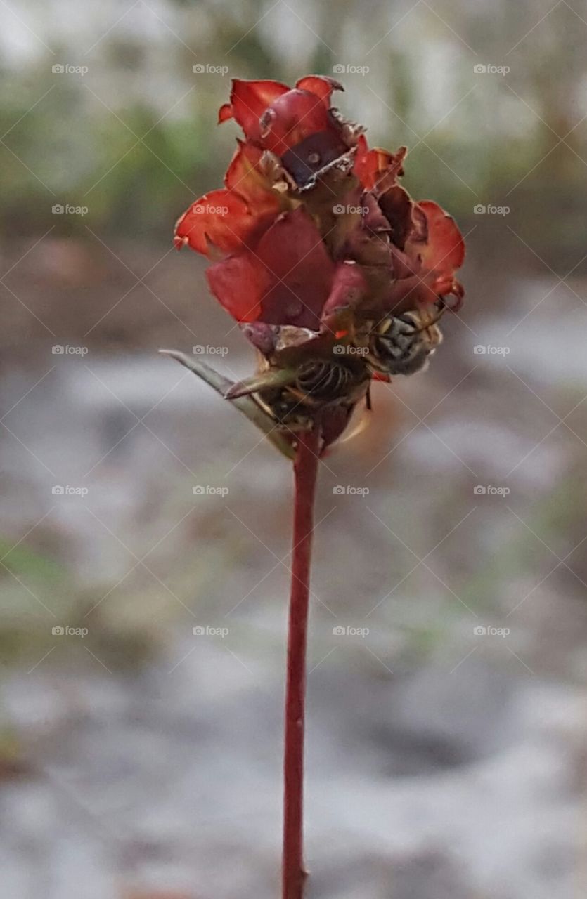 Nature, No Person, Outdoors, Leaf, Flower