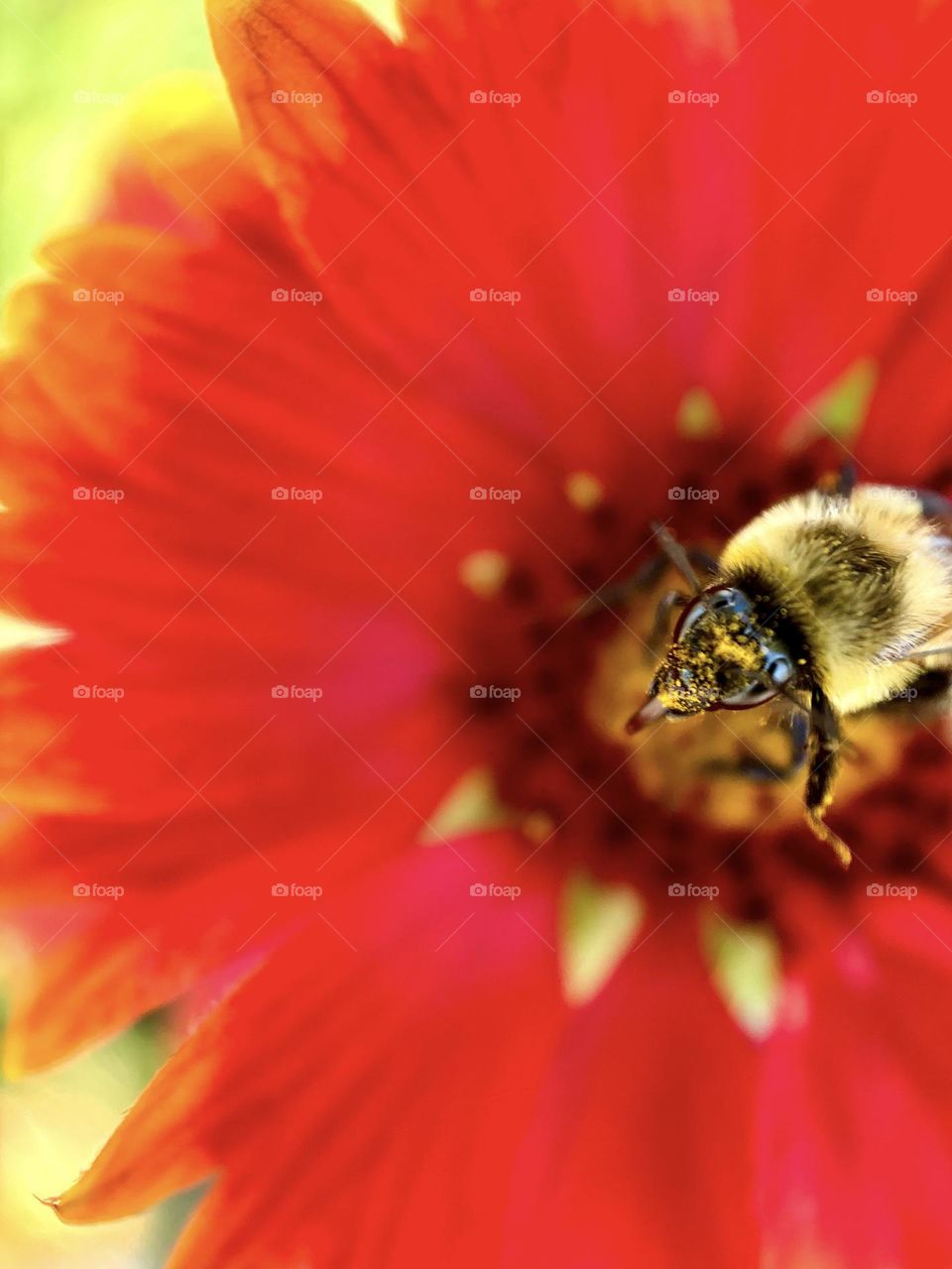 A common eastern bumblebee at work.