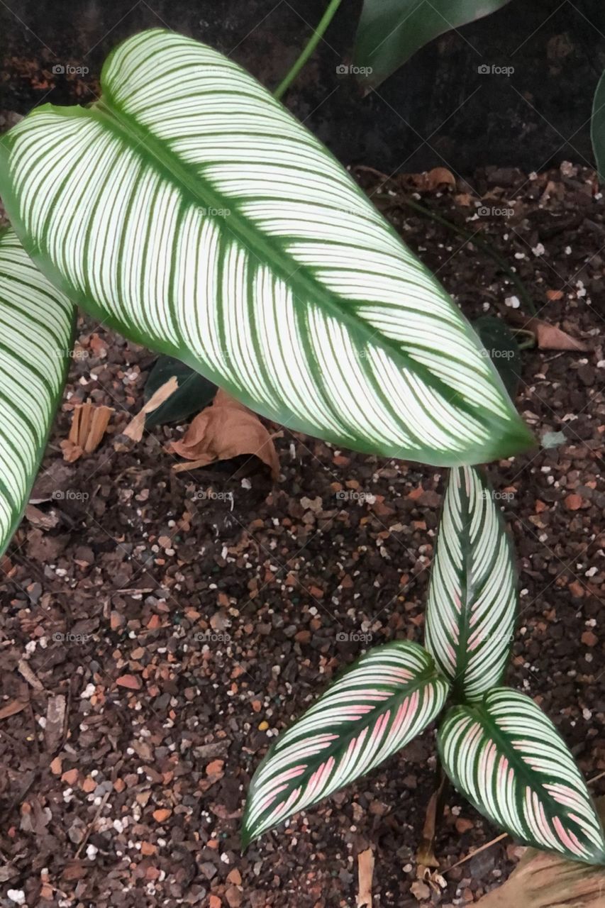 Cute little calathea