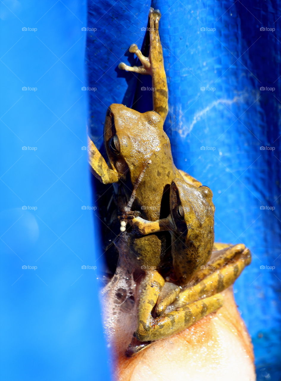 Amphibian lateral side of species Polypedates leucomystax. The incommon one of treefrog. The small one assumption huge at he large size of female with few male (2-3) individu frog into the foam's.