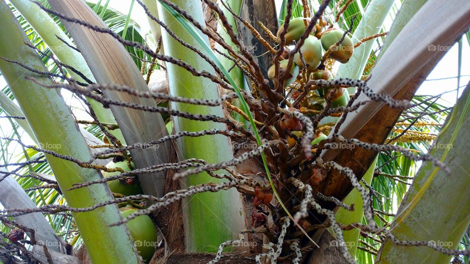 Capa, casca, caule, folha e fruto de coqueiro.