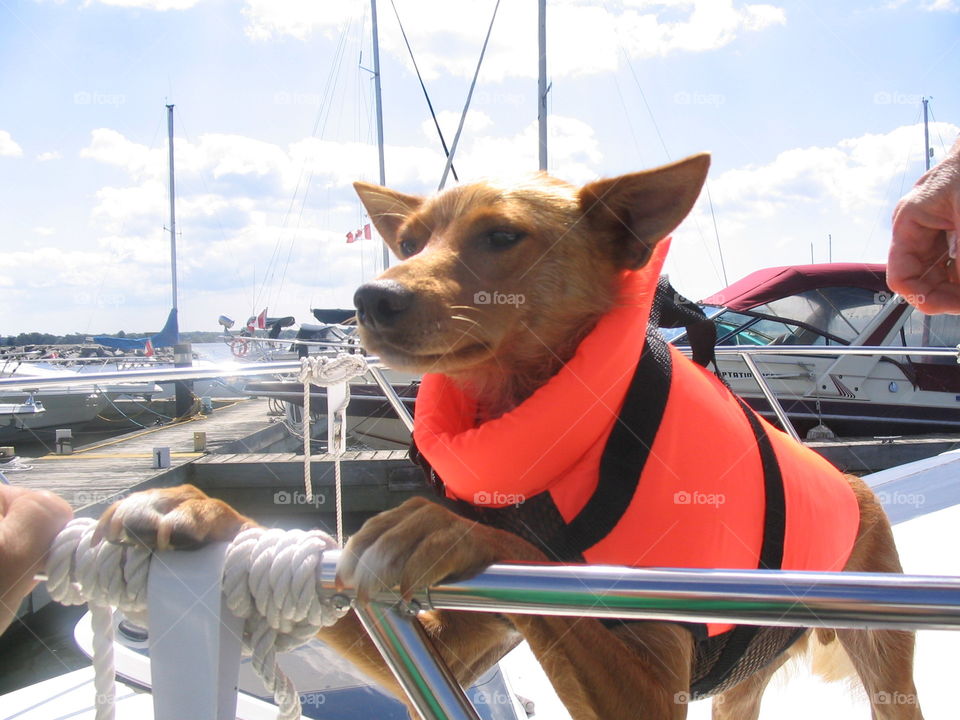 Dog on a boat ready for a trip