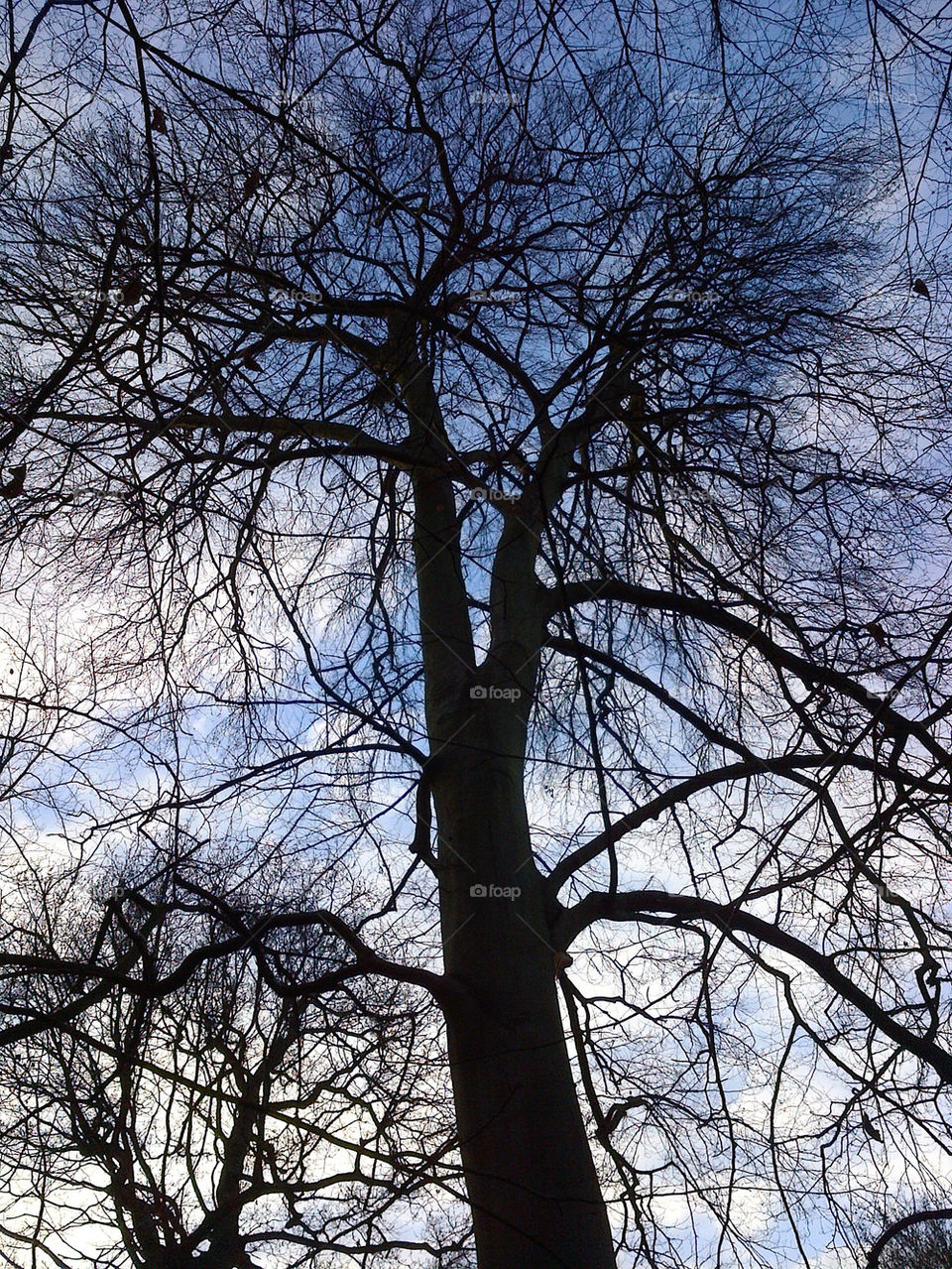 Woodland garden in winter