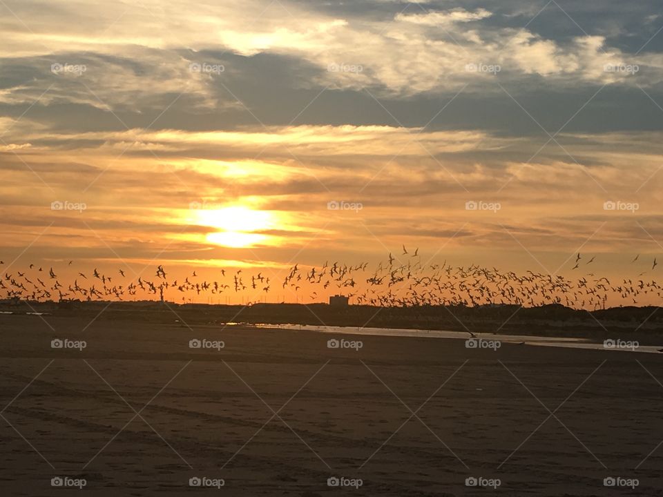 Flock of seabirds play at sunset