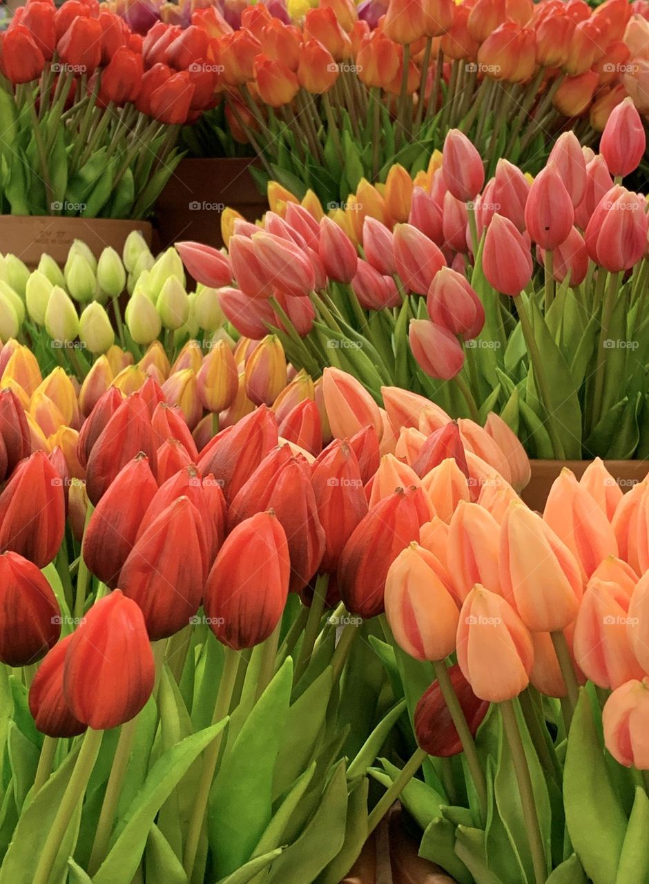 Colorful tulips