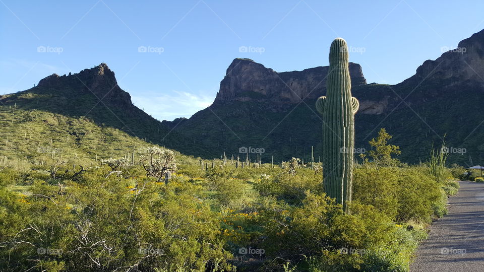 saguaro and mountains