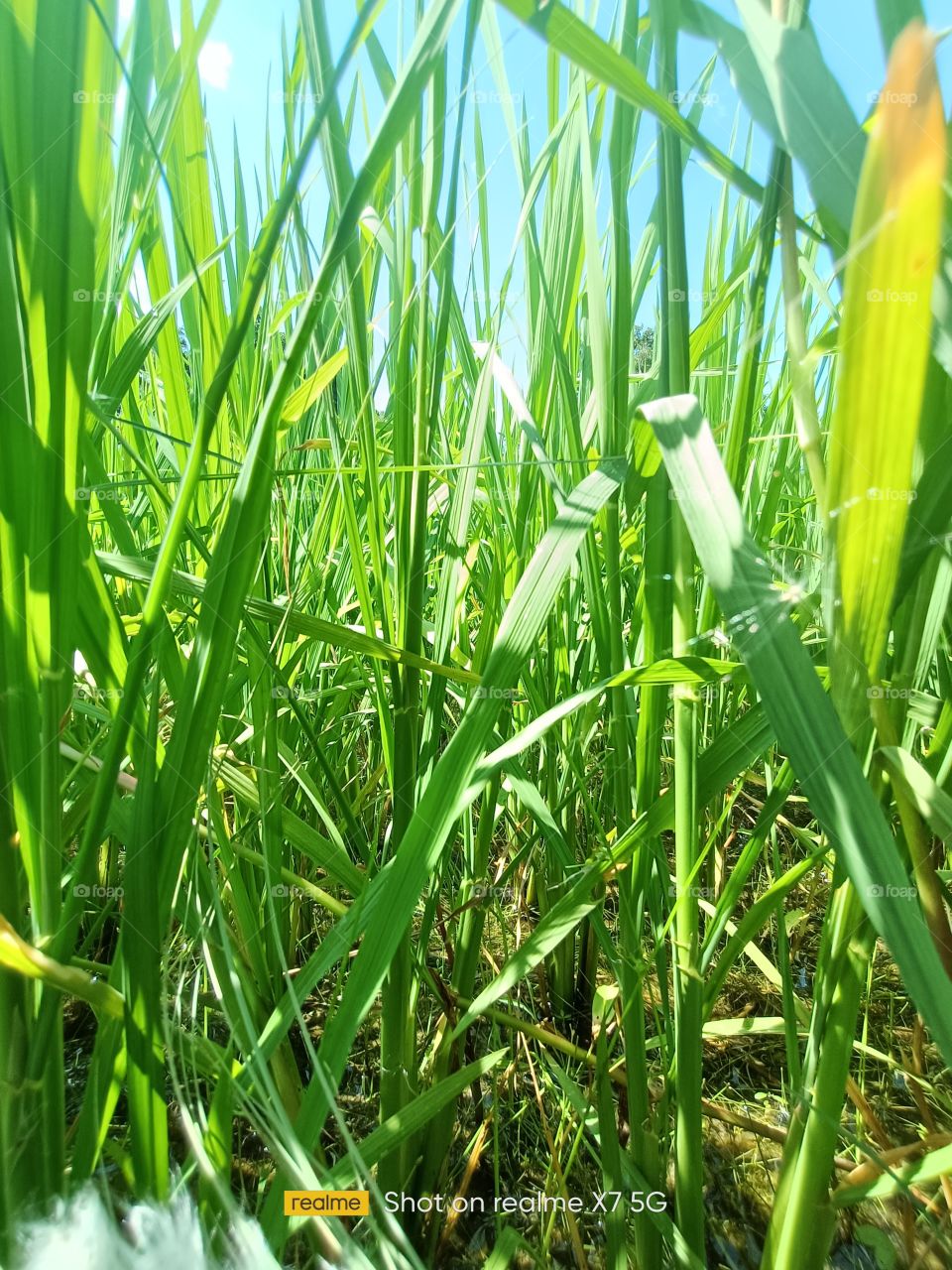 Fresh field green grass Rainy season