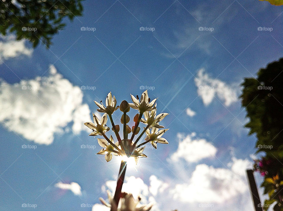 sky garden flower canada by campbellrobertson