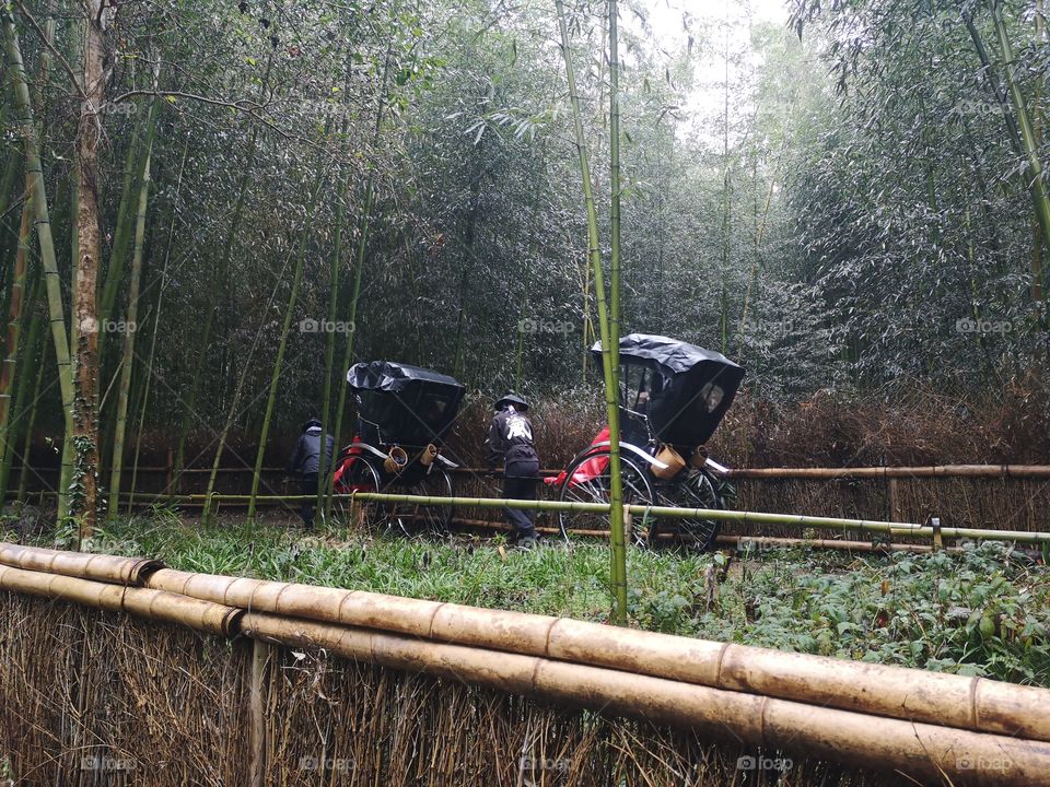 Rickshaw in bamboo forest
