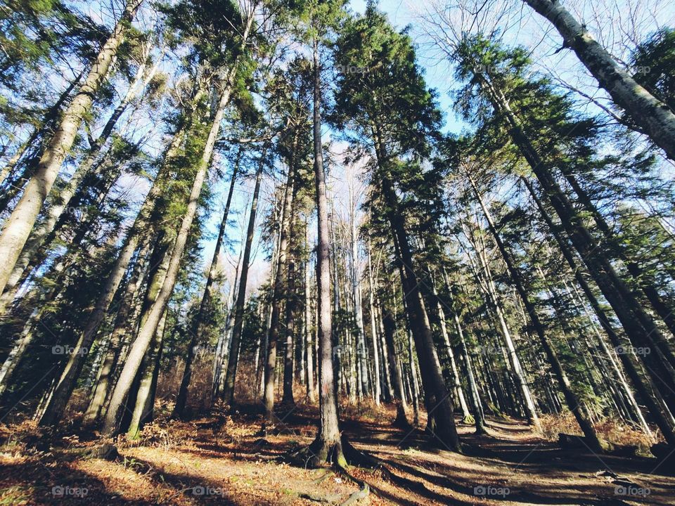 trees without a forest